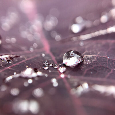 Rosée sur une feuille